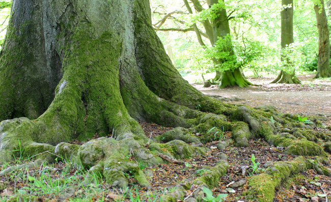 beech tree